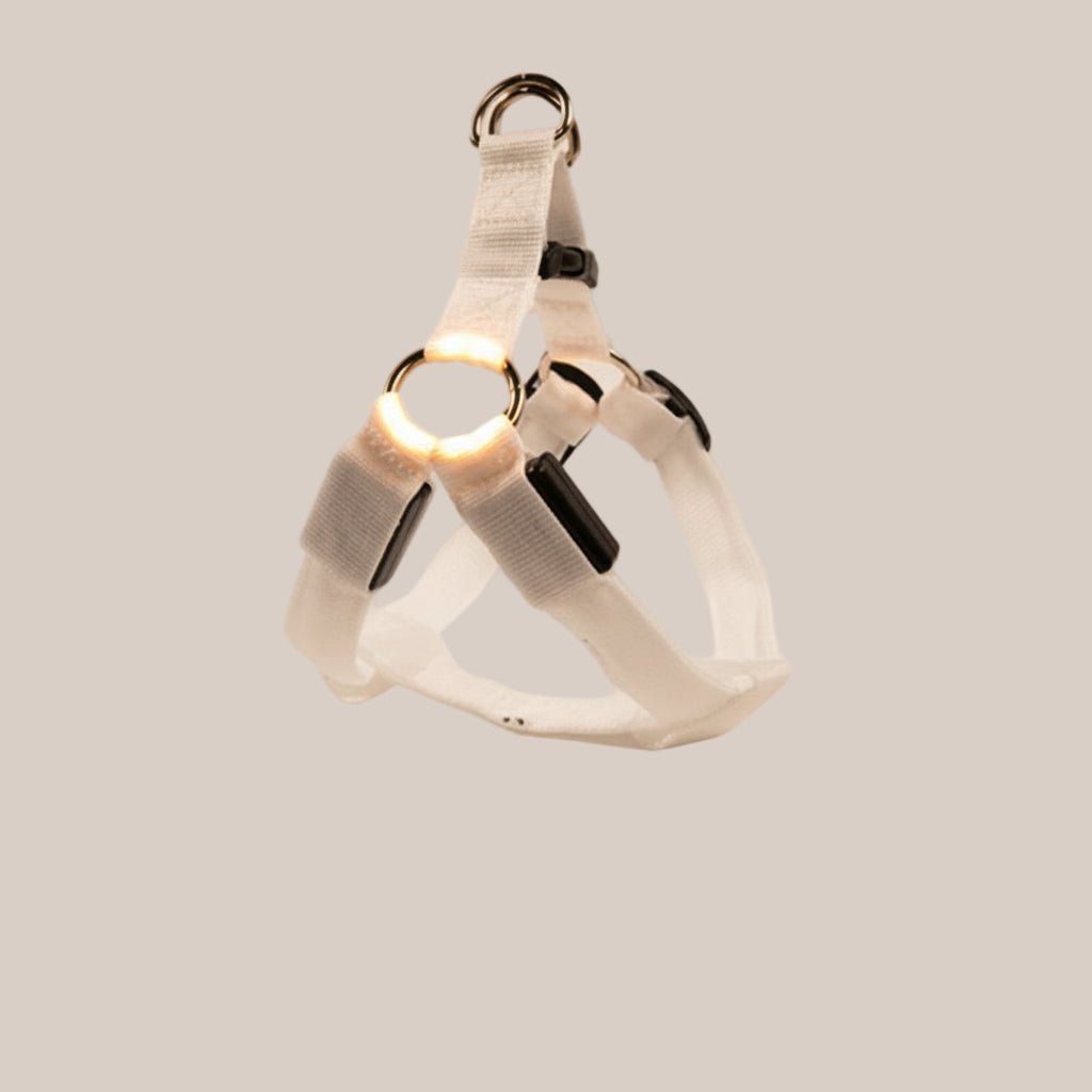 Night safety dog walking harness with LED illumination