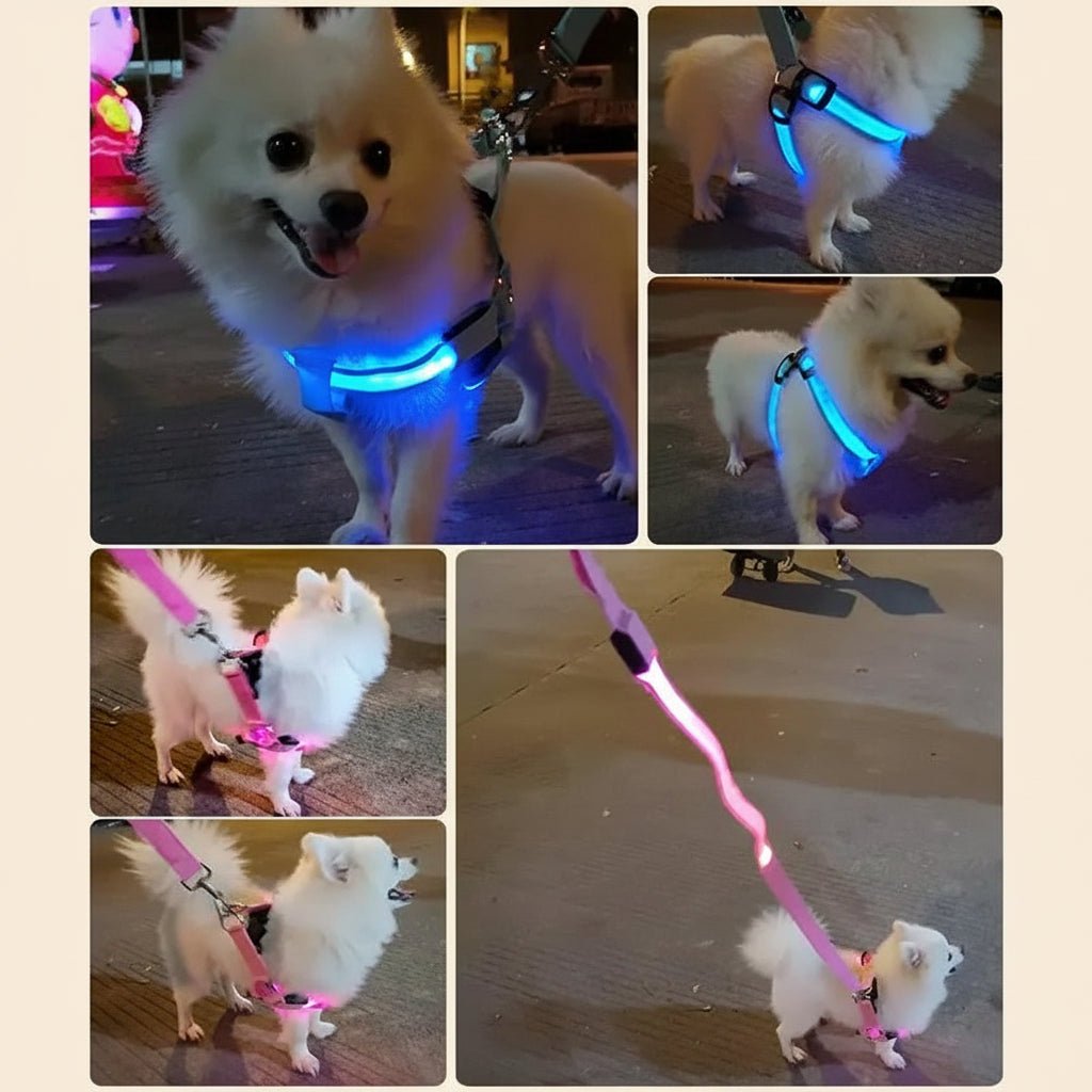 Collage of a small white dog wearing a blue Pawfectos LED harness in various settings.