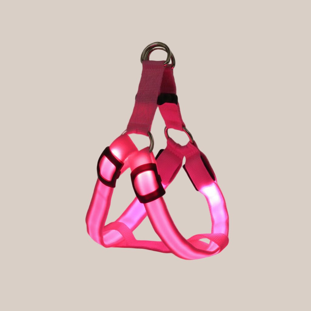 Light-up dog harness for safe evening walks