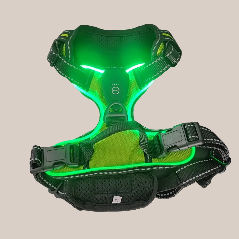 Green LED dog harness on a dark background