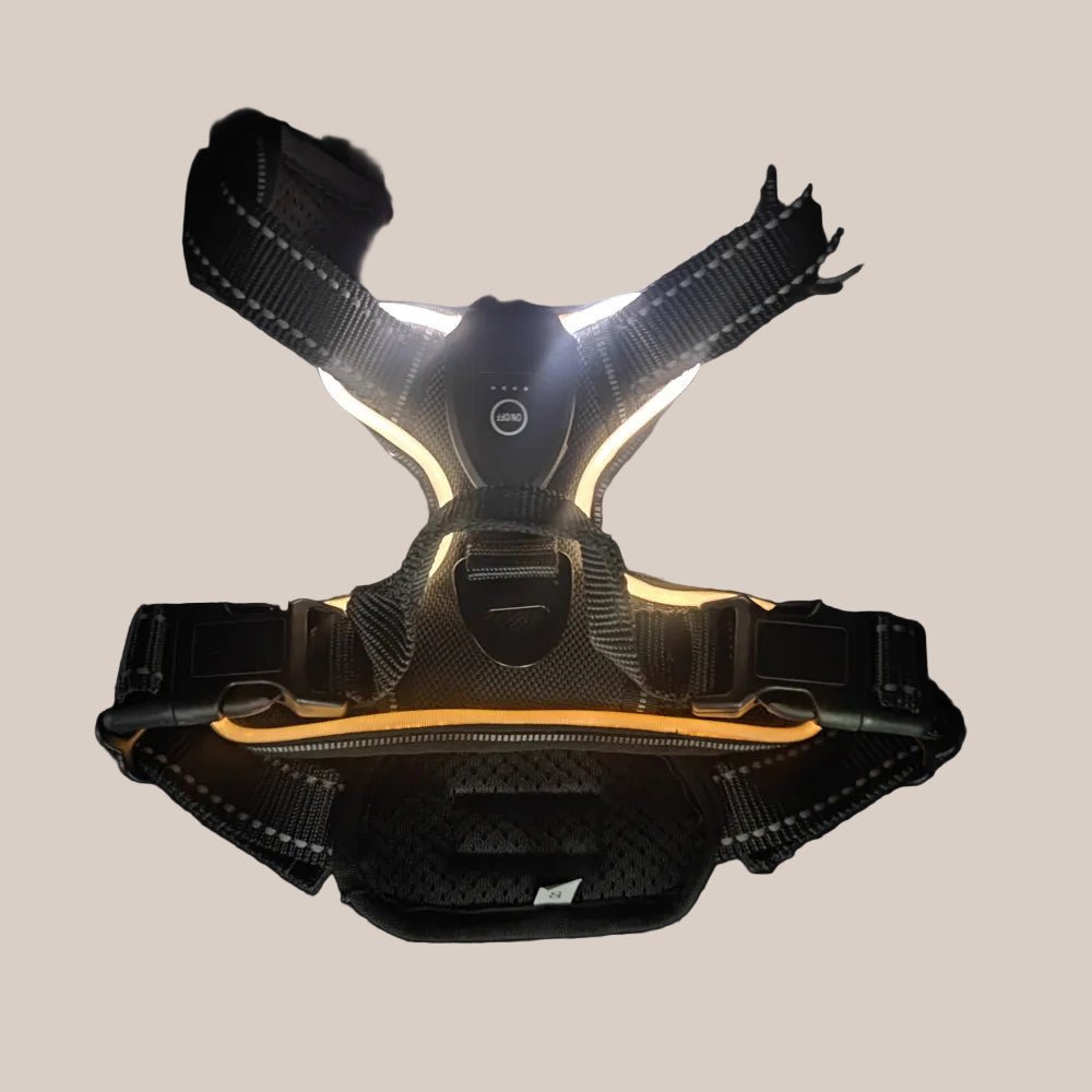 Pawfectos Dog harness with LED lights on a grey background