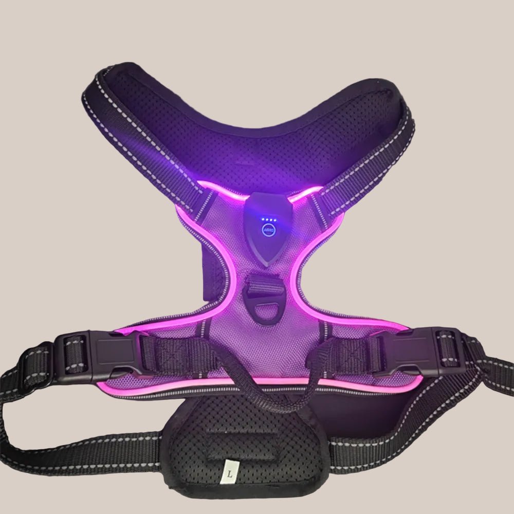 Pawfectos Purple LED dog harness on a grey background
