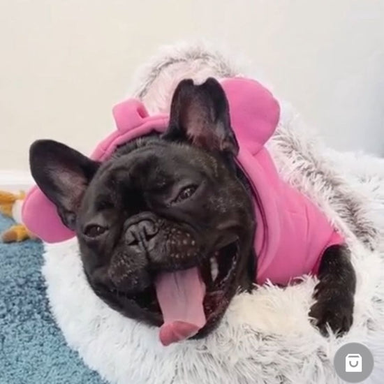 Beautiful French Bulldog Puppy Happy Getting its Calming Plush Bed. Her Reaction is Priceless