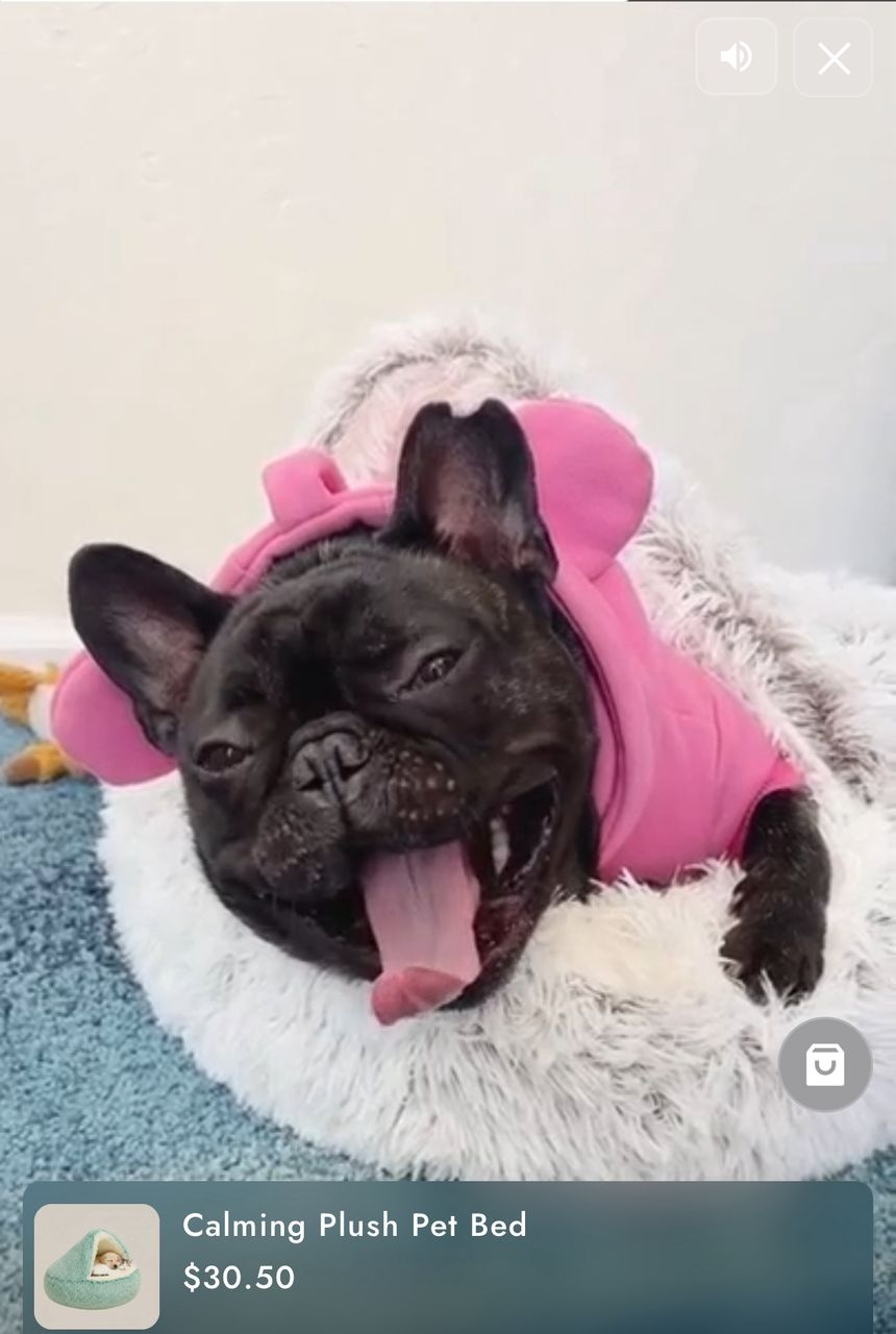 Beautiful French Bulldog Puppy Happy Getting its Calming Plush Bed. Her Reaction is Priceless